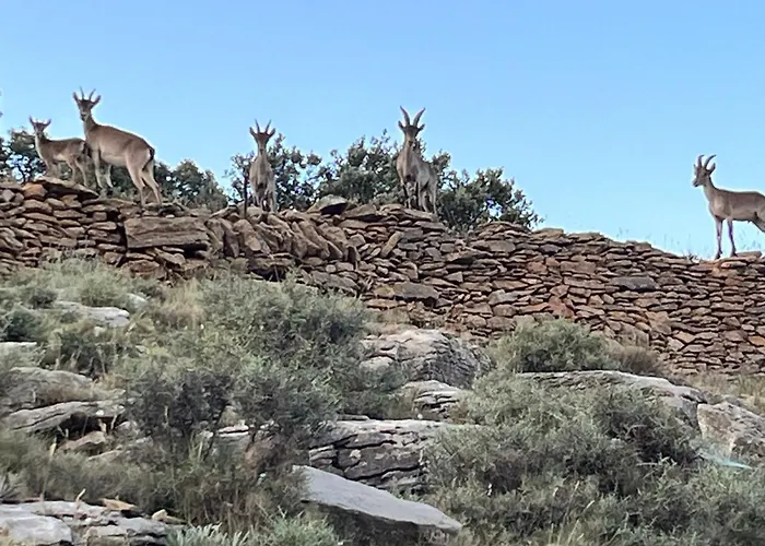 Molino Dolz Tatil Evi *